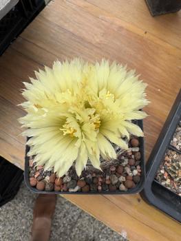 Coryphantha radians